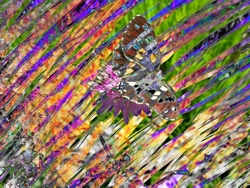 metamorphosis -roberto amadi-